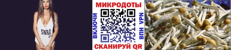 где продают   Аша  Галлюциногенные грибы Psilocybine cubensis 